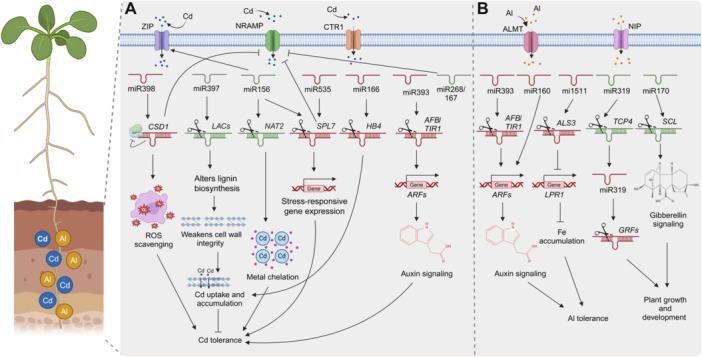 https://cdn.ncbi.nlm.nih.gov/pmc/blobs/7f06/11951408/d115d272d2f4/JIPB-67-845-g009.jpg