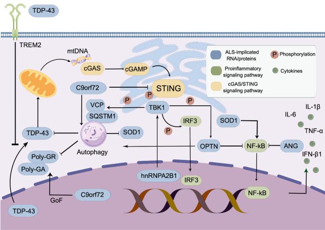 https://cdn.ncbi.nlm.nih.gov/pmc/blobs/7f07/10796096/c914ddc0a57a/AD-15-1-96-g1.jpg