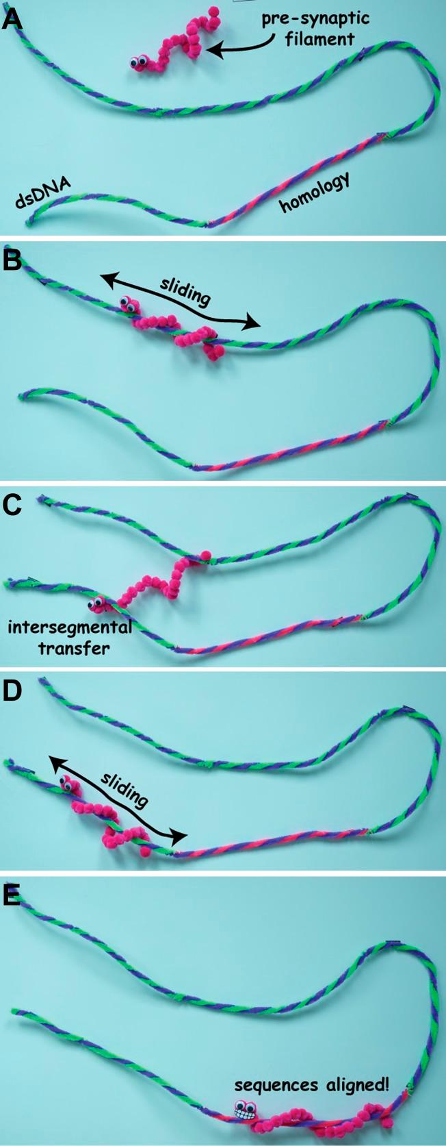 https://cdn.ncbi.nlm.nih.gov/pmc/blobs/7f07/3510475/23ecb51ca85b/elife00347f001.jpg