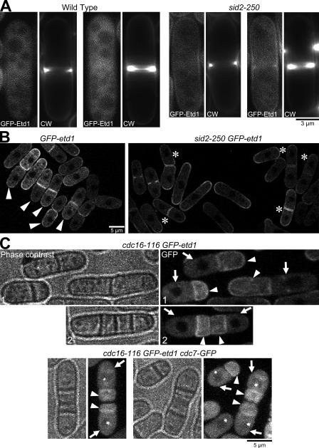 https://cdn.ncbi.nlm.nih.gov/pmc/blobs/7f08/2742193/c23185d2686e/JCB_200902116_GS_Fig6.jpg