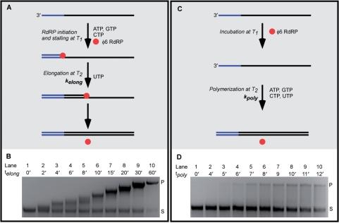 https://cdn.ncbi.nlm.nih.gov/pmc/blobs/7f0c/2602768/2dd62f571a67/gkn836f2.jpg