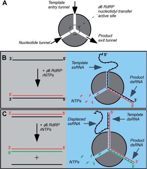 https://cdn.ncbi.nlm.nih.gov/pmc/blobs/7f0c/2602768/30497dfb2e2e/gkn836f1.jpg
