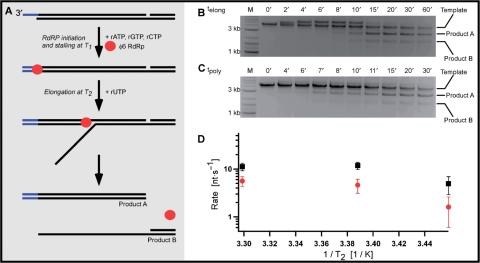 https://cdn.ncbi.nlm.nih.gov/pmc/blobs/7f0c/2602768/34920f7cded2/gkn836f5.jpg