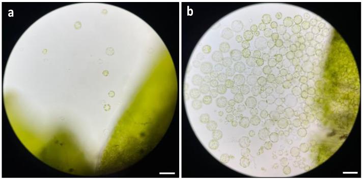 https://cdn.ncbi.nlm.nih.gov/pmc/blobs/7f0d/10780843/49bf47961f39/plants-13-00040-g004.jpg