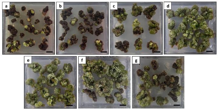 https://cdn.ncbi.nlm.nih.gov/pmc/blobs/7f0d/10780843/62cd759a3838/plants-13-00040-g012.jpg