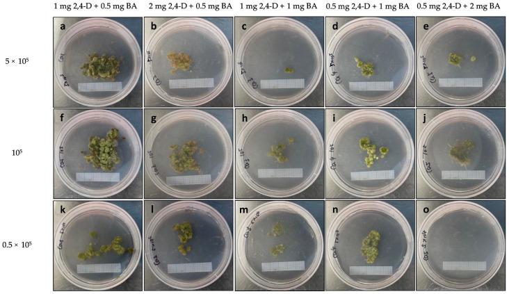 https://cdn.ncbi.nlm.nih.gov/pmc/blobs/7f0d/10780843/8ebd567e5197/plants-13-00040-g010.jpg