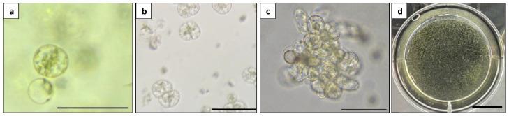 https://cdn.ncbi.nlm.nih.gov/pmc/blobs/7f0d/10780843/938a1b4b7ba1/plants-13-00040-g009.jpg