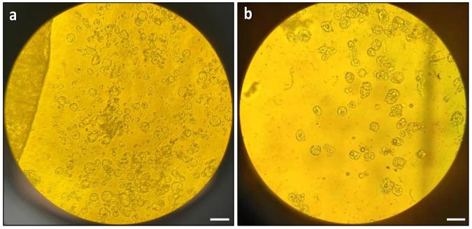 https://cdn.ncbi.nlm.nih.gov/pmc/blobs/7f0d/10780843/a5b73cfa64ff/plants-13-00040-g002.jpg