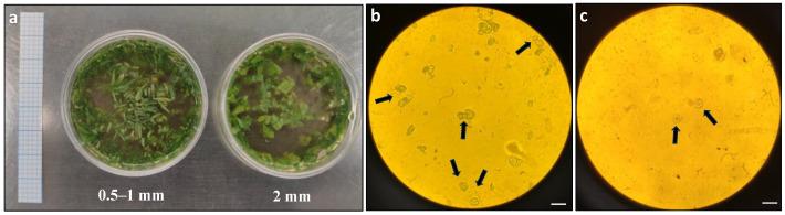 https://cdn.ncbi.nlm.nih.gov/pmc/blobs/7f0d/10780843/b72e78cb842b/plants-13-00040-g001.jpg