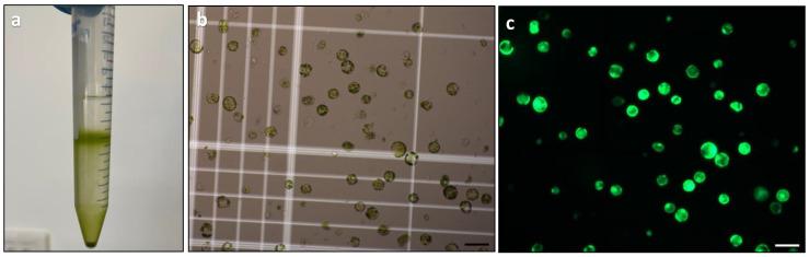 https://cdn.ncbi.nlm.nih.gov/pmc/blobs/7f0d/10780843/e585f6268628/plants-13-00040-g005.jpg