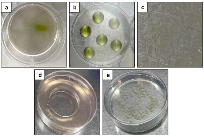 https://cdn.ncbi.nlm.nih.gov/pmc/blobs/7f0d/10780843/e8f32aa13521/plants-13-00040-g006.jpg