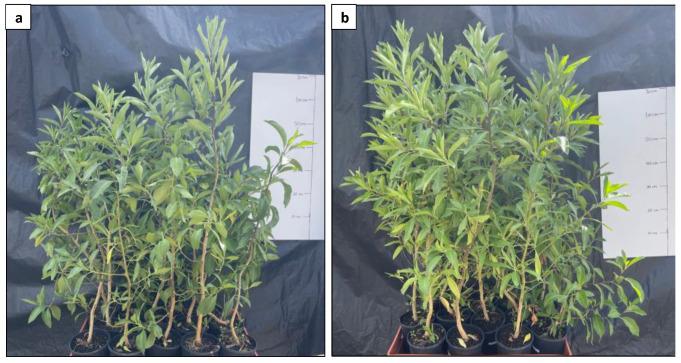 https://cdn.ncbi.nlm.nih.gov/pmc/blobs/7f0d/10780843/f07fae35cdaf/plants-13-00040-g014.jpg