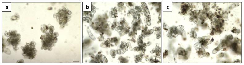 https://cdn.ncbi.nlm.nih.gov/pmc/blobs/7f0d/10780843/f4347547aa12/plants-13-00040-g008.jpg