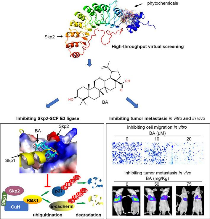 https://cdn.ncbi.nlm.nih.gov/pmc/blobs/7f10/8353894/10c45b570003/CAS-112-3218-g006.jpg