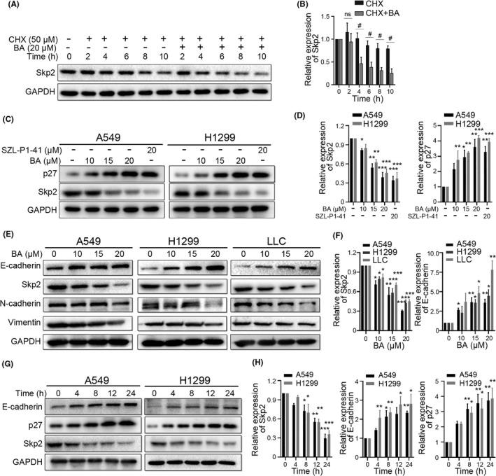 https://cdn.ncbi.nlm.nih.gov/pmc/blobs/7f10/8353894/c547765bf6af/CAS-112-3218-g003.jpg