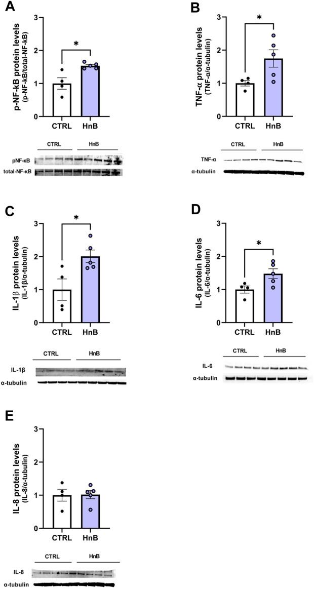 https://cdn.ncbi.nlm.nih.gov/pmc/blobs/7f11/10851081/288aa8903407/fphar-15-1328917-g006.jpg