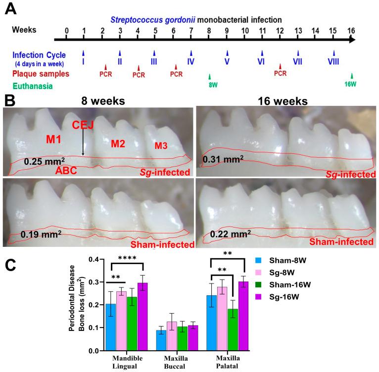 https://cdn.ncbi.nlm.nih.gov/pmc/blobs/7f11/11172800/cc120ac952e7/ijms-25-06217-g001.jpg