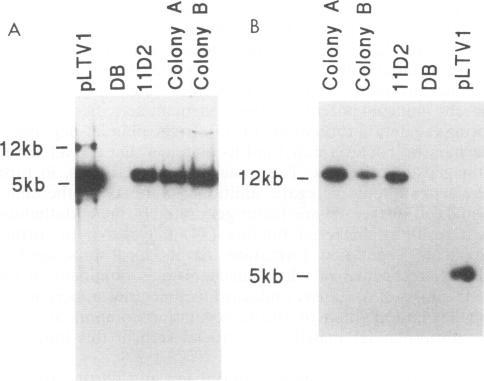 https://cdn.ncbi.nlm.nih.gov/pmc/blobs/7f11/186392/1378f60d0c92/iai00005-0231-a.jpg