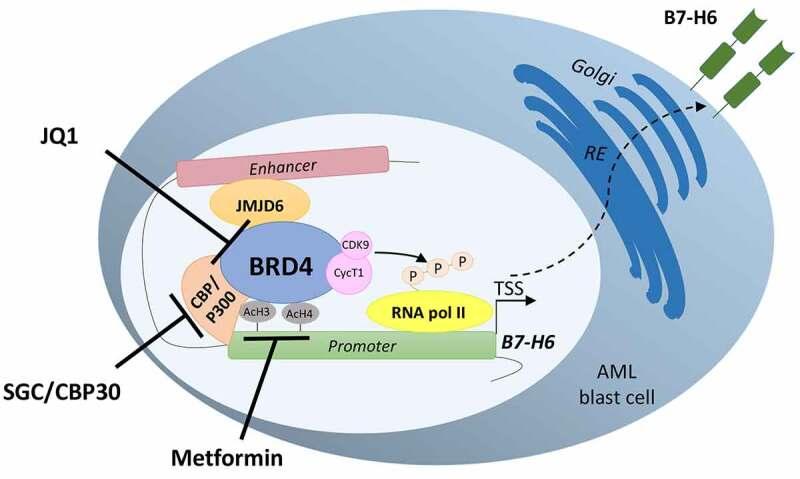 https://cdn.ncbi.nlm.nih.gov/pmc/blobs/7f11/8007156/17372fb357b9/KONI_A_1897294_F0007_OC.jpg