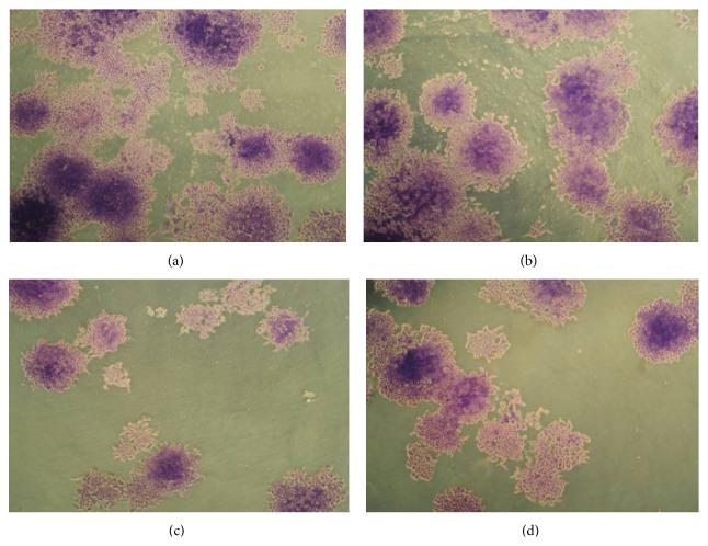 https://cdn.ncbi.nlm.nih.gov/pmc/blobs/7f14/4590808/ccf5904808e5/JPHAR2013-218297.001.jpg