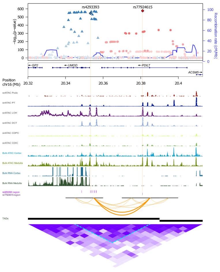 https://cdn.ncbi.nlm.nih.gov/pmc/blobs/7f16/9220927/2ac2920f21ef/jciinsight-7-157035-g120.jpg