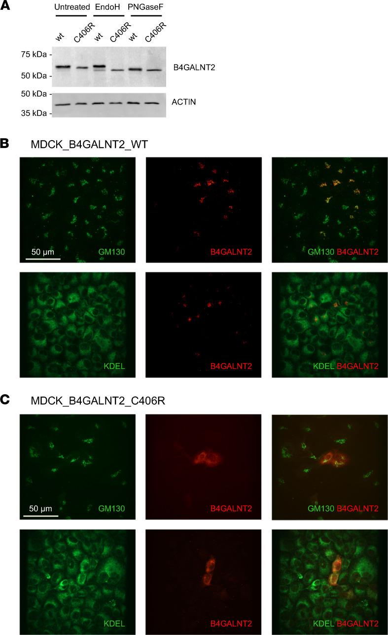 https://cdn.ncbi.nlm.nih.gov/pmc/blobs/7f16/9220927/c6eccc38c8b0/jciinsight-7-157035-g124.jpg