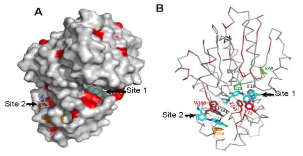 https://cdn.ncbi.nlm.nih.gov/pmc/blobs/7f1a/2824672/cfc523615980/1471-2091-11-4-8.jpg