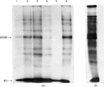 https://cdn.ncbi.nlm.nih.gov/pmc/blobs/7f22/1165704/1479393f3acf/biochemj00552-0076-a.jpg