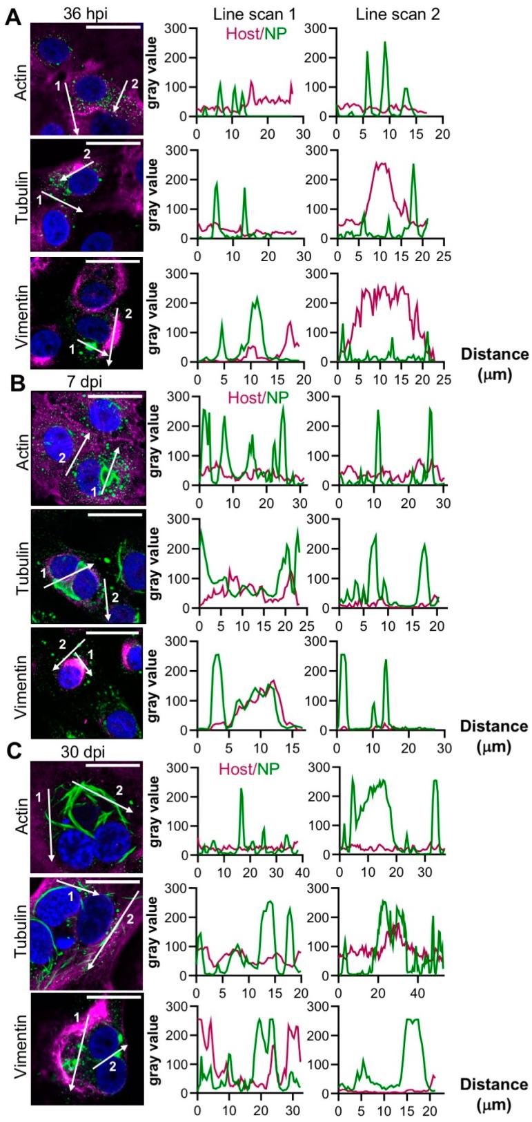 https://cdn.ncbi.nlm.nih.gov/pmc/blobs/7f24/7408811/1ee4d9ba9aa0/cells-09-01569-g003.jpg