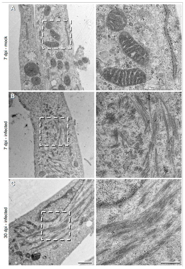 https://cdn.ncbi.nlm.nih.gov/pmc/blobs/7f24/7408811/436d45dc3323/cells-09-01569-g002.jpg