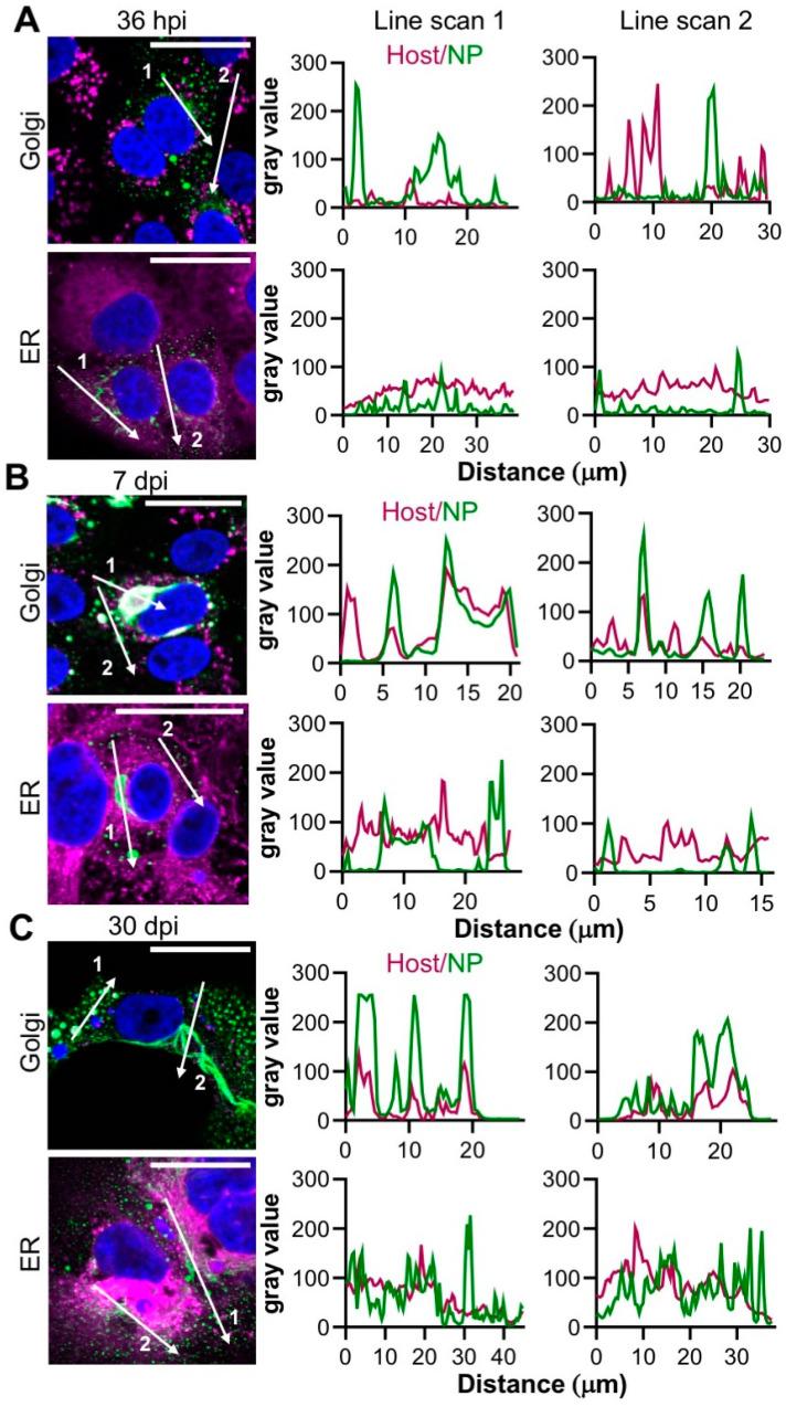 https://cdn.ncbi.nlm.nih.gov/pmc/blobs/7f24/7408811/7101784e32f3/cells-09-01569-g005.jpg