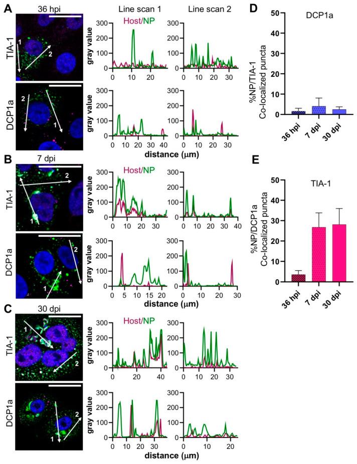 https://cdn.ncbi.nlm.nih.gov/pmc/blobs/7f24/7408811/b0a18d720a71/cells-09-01569-g004.jpg