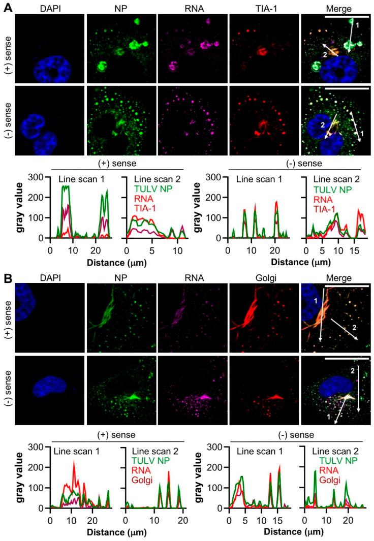 https://cdn.ncbi.nlm.nih.gov/pmc/blobs/7f24/7408811/cae329a98696/cells-09-01569-g007.jpg