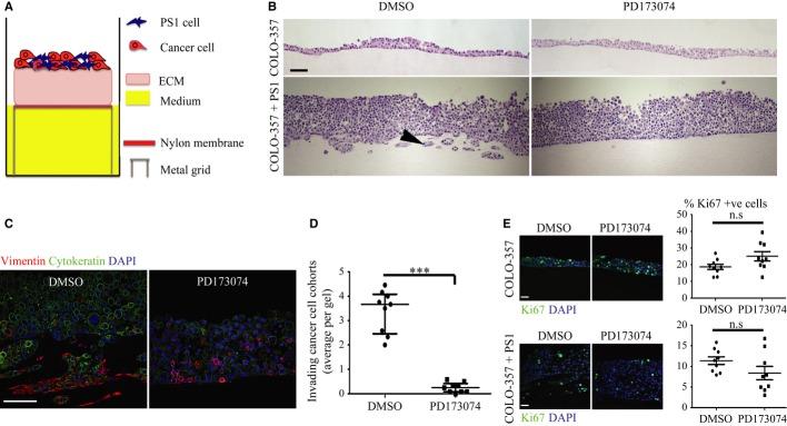 https://cdn.ncbi.nlm.nih.gov/pmc/blobs/7f25/3992074/097cd694d1cf/emmm0006-0467-f5.jpg
