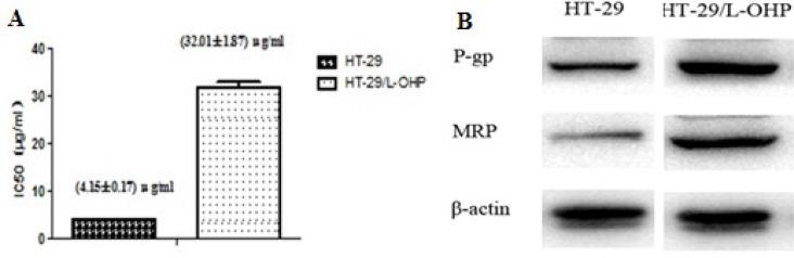 https://cdn.ncbi.nlm.nih.gov/pmc/blobs/7f28/5355098/a3b2afa7fee3/oncotarget-08-13312-g001.jpg