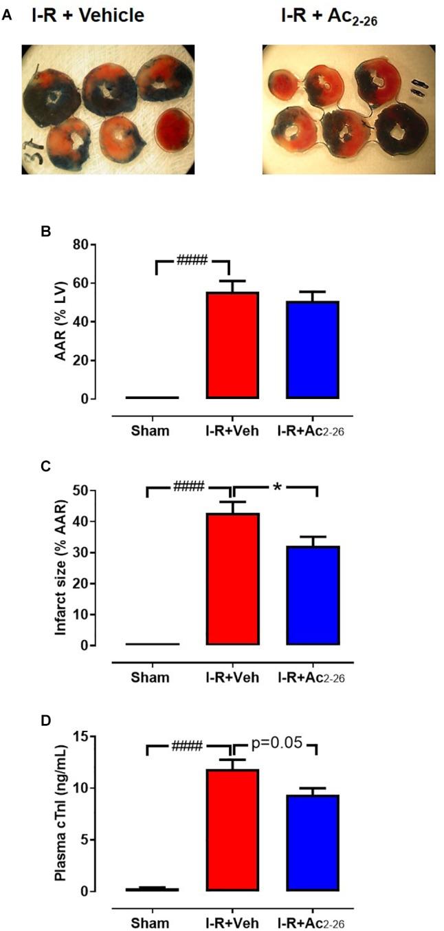 https://cdn.ncbi.nlm.nih.gov/pmc/blobs/7f2b/6457169/0188207987c4/fphar-10-00269-g004.jpg