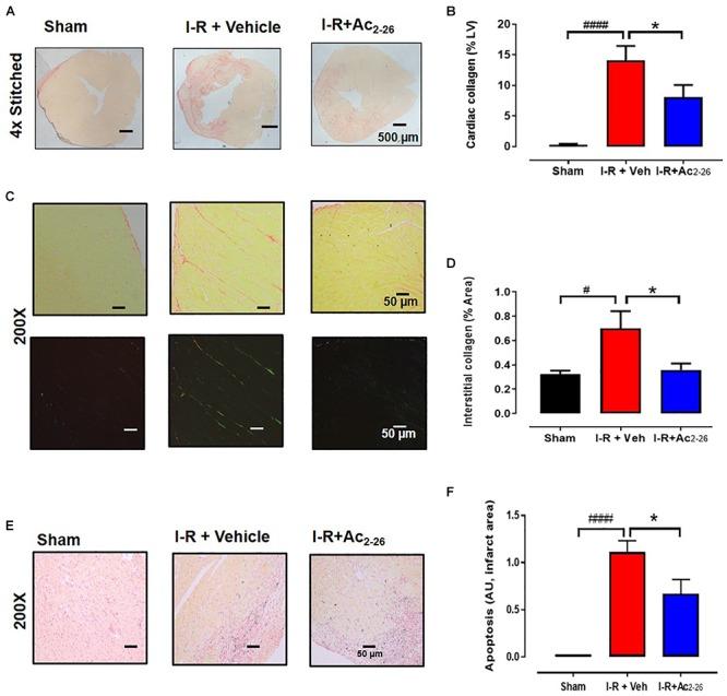 https://cdn.ncbi.nlm.nih.gov/pmc/blobs/7f2b/6457169/d62a040cb456/fphar-10-00269-g008.jpg