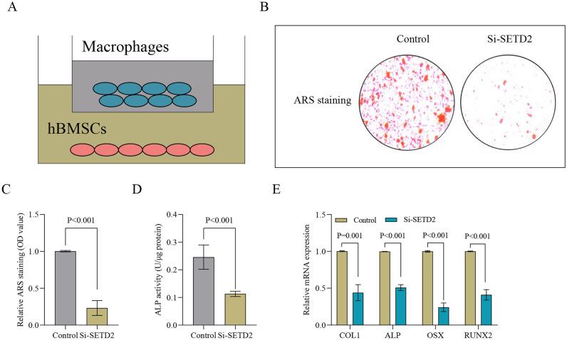https://cdn.ncbi.nlm.nih.gov/pmc/blobs/7f2d/11148074/899535eb9160/41598_2024_63219_Fig4_HTML.jpg