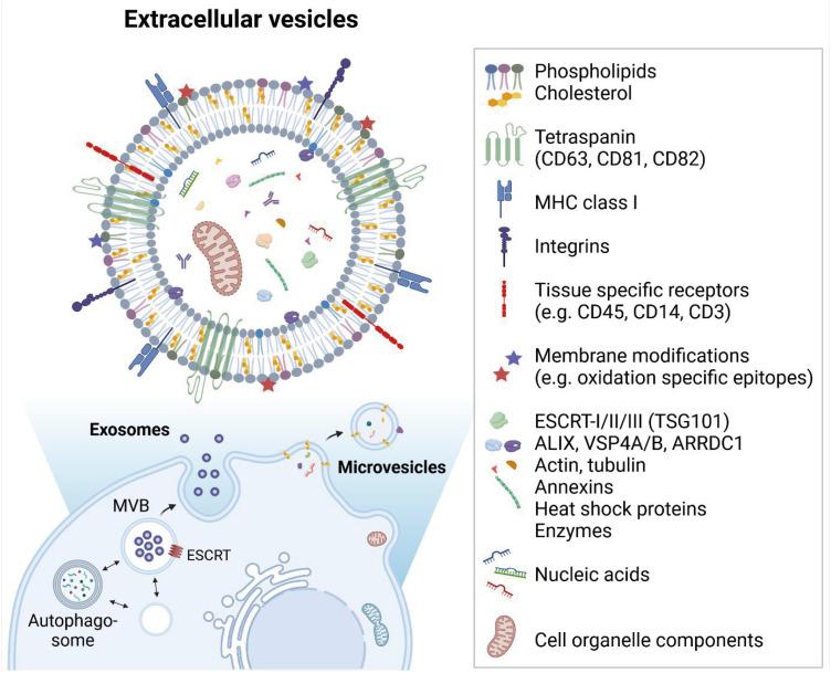 https://cdn.ncbi.nlm.nih.gov/pmc/blobs/7f2f/11439751/c3cb7d267269/jla-13-232-g001.jpg