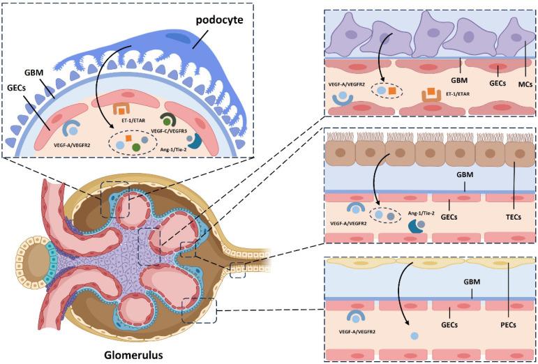 https://cdn.ncbi.nlm.nih.gov/pmc/blobs/7f2f/12035827/1101ab59003a/ijmsv22p2103g001.jpg
