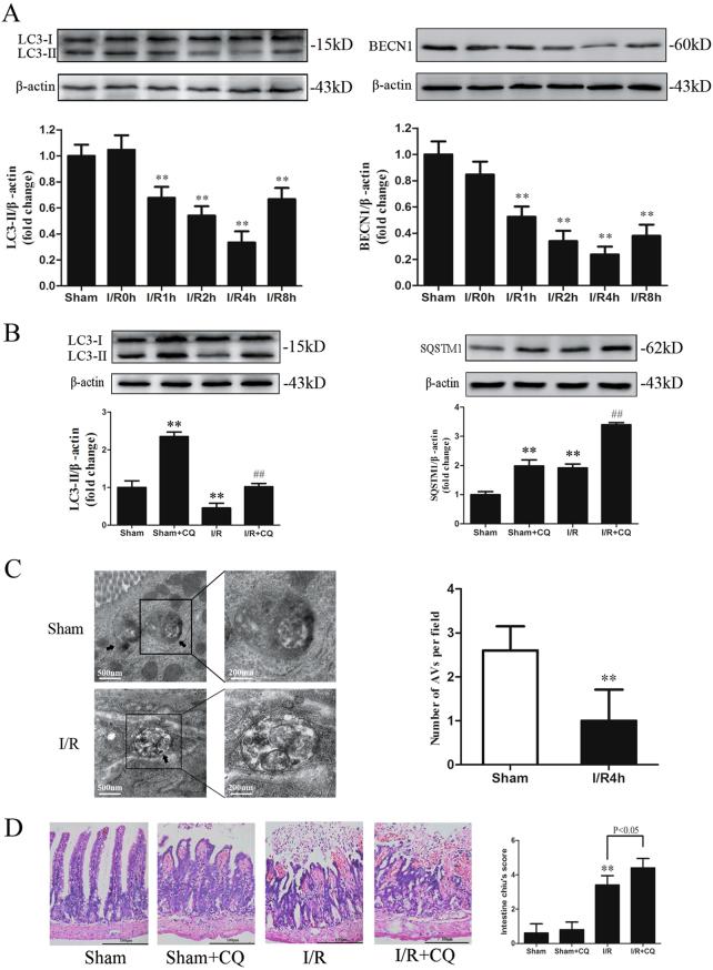 https://cdn.ncbi.nlm.nih.gov/pmc/blobs/7f30/5924757/3daafe079325/41419_2018_518_Fig1_HTML.jpg