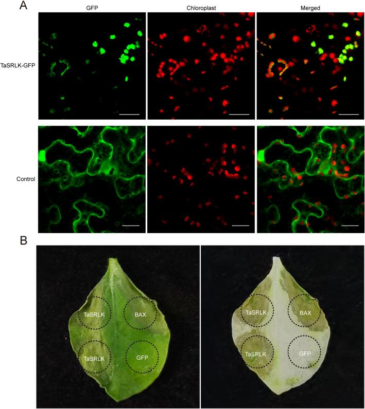 https://cdn.ncbi.nlm.nih.gov/pmc/blobs/7f31/12102409/bc00e376af5f/44154_2025_225_Fig4_HTML.jpg