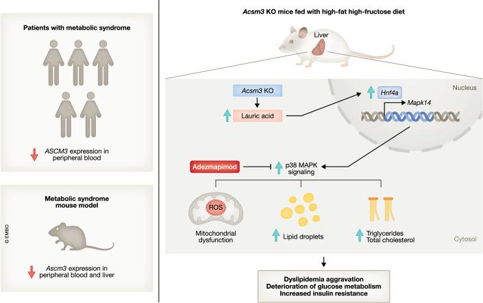 https://cdn.ncbi.nlm.nih.gov/pmc/blobs/7f34/10897420/e4c8cdfdfe35/44318_2024_37_Fig1_HTML.jpg