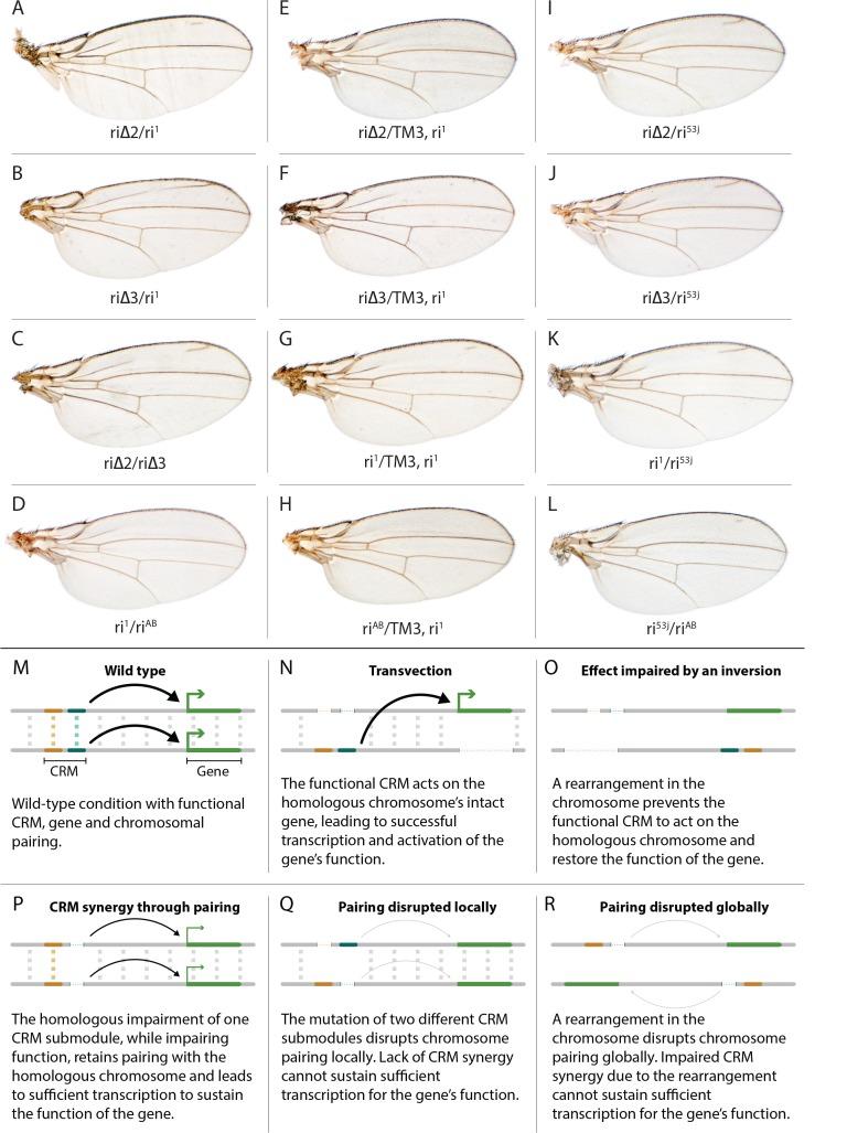 https://cdn.ncbi.nlm.nih.gov/pmc/blobs/7f37/5800851/d5163de7dab6/elife-30281-fig3.jpg