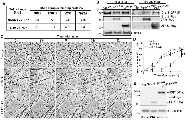 https://cdn.ncbi.nlm.nih.gov/pmc/blobs/7f38/11749472/1d821383df3f/lnad040_fig3.jpg