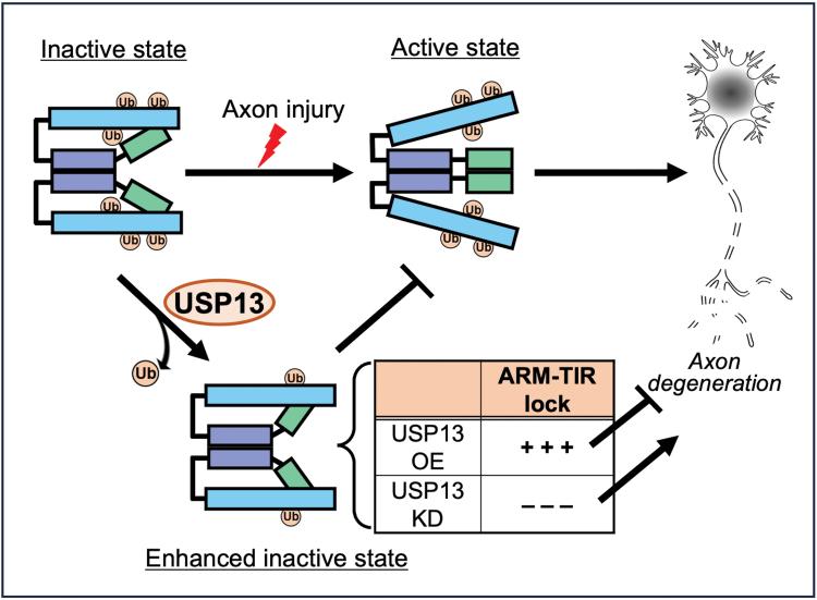https://cdn.ncbi.nlm.nih.gov/pmc/blobs/7f38/11749472/c07578fe5c7d/lnad040_fig6.jpg