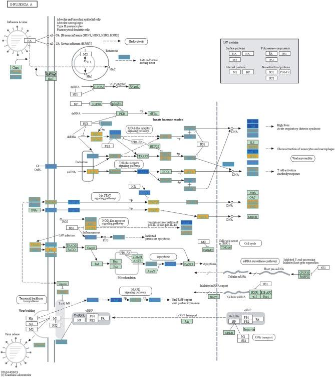 https://cdn.ncbi.nlm.nih.gov/pmc/blobs/7f3a/6854009/a48ae230454f/fimmu-10-02616-g0007.jpg