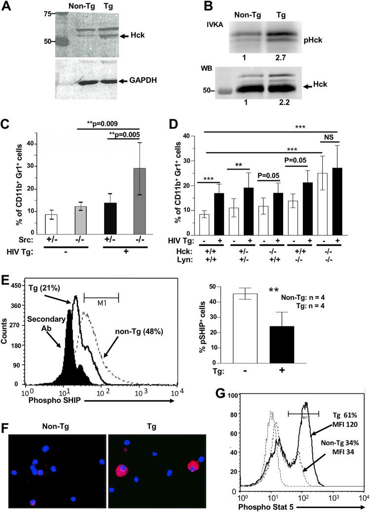 https://cdn.ncbi.nlm.nih.gov/pmc/blobs/7f3a/8354241/1434698b6119/jvi.00471-21-f0008.jpg