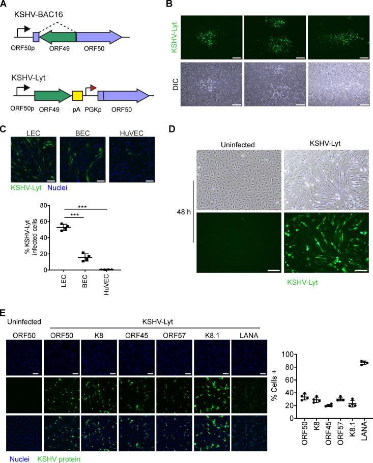 https://cdn.ncbi.nlm.nih.gov/pmc/blobs/7f40/7307157/7452dbbbb979/JVI.02079-19-f0001.jpg