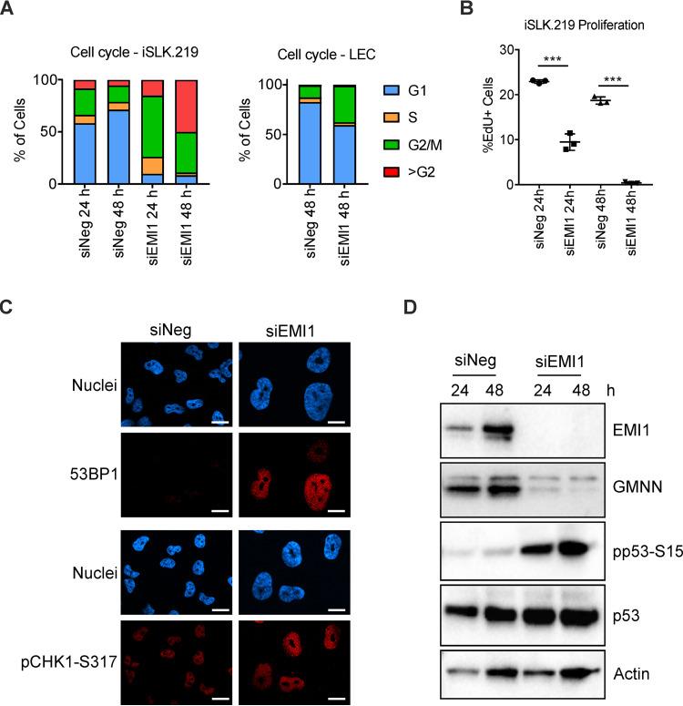 https://cdn.ncbi.nlm.nih.gov/pmc/blobs/7f40/7307157/de0651f6c084/JVI.02079-19-f0005.jpg